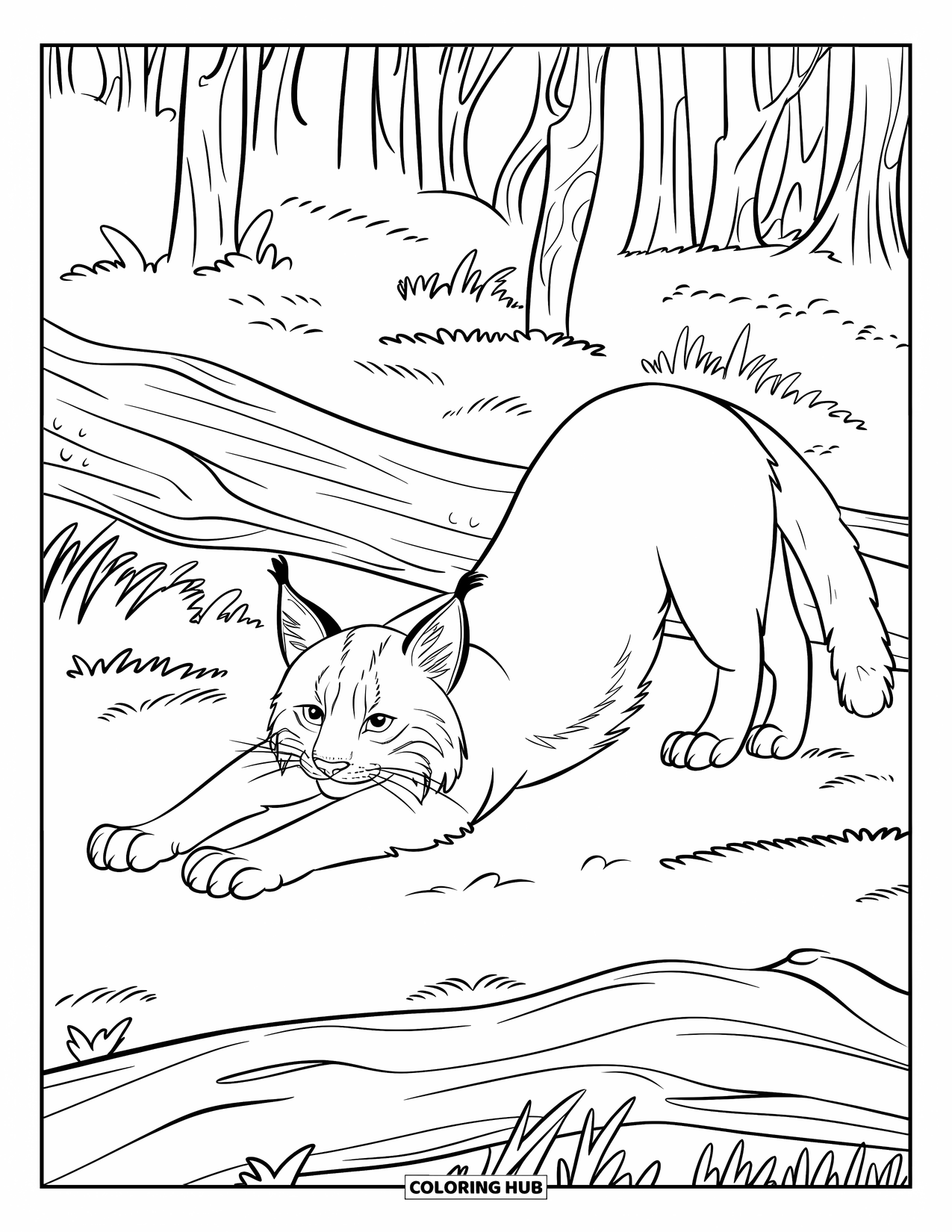 Bobcat Coloring Page for Kids: A bobcat stretches beside a fallen log in a quiet forest