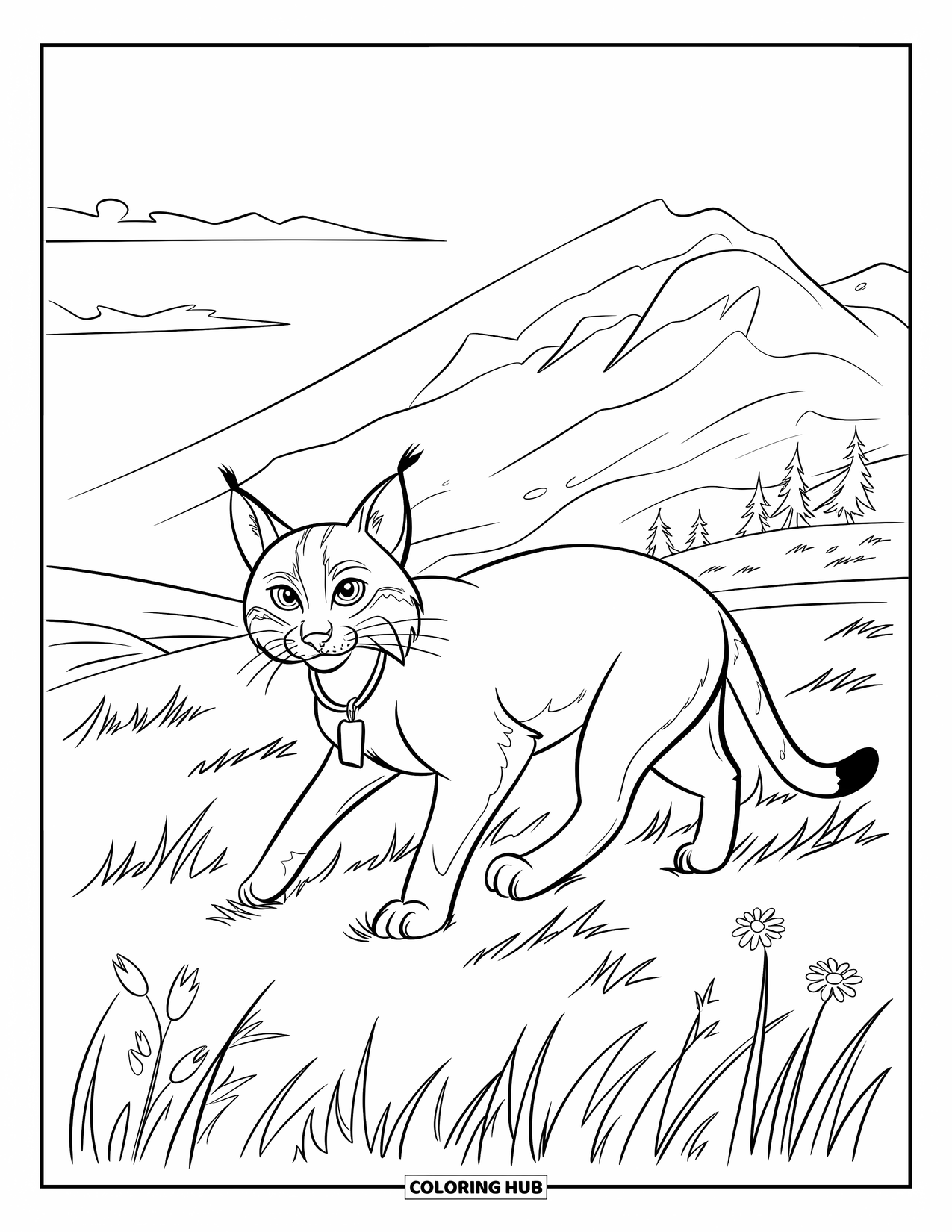 Bobcat Coloring Page for Kids: A bobcat with a tag walks past wildflowers in a sunny field