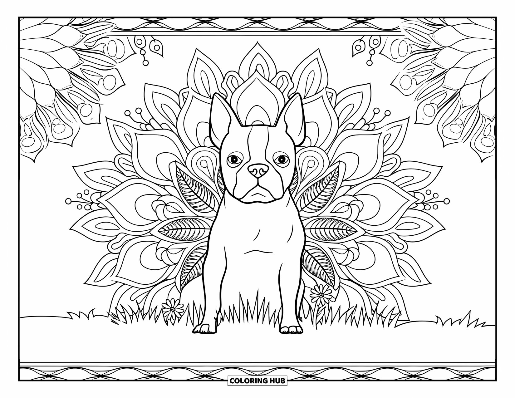 Boston Terrier Coloring Page for Adults: Boston Terrier on a grassy field framed by floral mandalas and decorative swirls