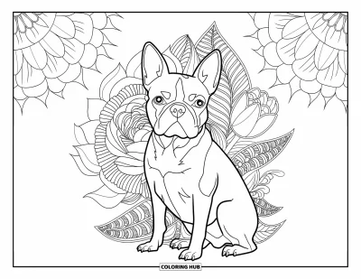 Desen de colorat cu Boston Terrier pentru adulți: Boston Terrier printre mandale florale detaliate, cu un fundal plin de motive artistice