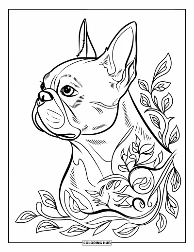 Desen de colorat cu Boston Terrier pentru adulți: Profilul Boston Terrier înconjurat de vițe ondulate și frunze fine
