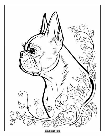 Desen de colorat cu Boston Terrier pentru adulți: Profilul lateral al unui Boston Terrier cu vițe florale în spirală și frunze