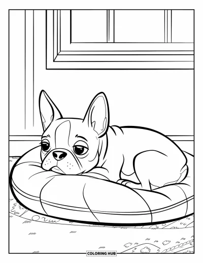 Desen de colorat cu Boston Terrier pentru copii: Boston Terrier ghemuit pe o pernă într-o cameră luminoasă și albă