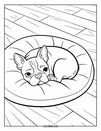 Desen de colorat cu Boston Terrier pentru copii: Boston Terrier ghemuit pe o pernă pe un podea din lemn