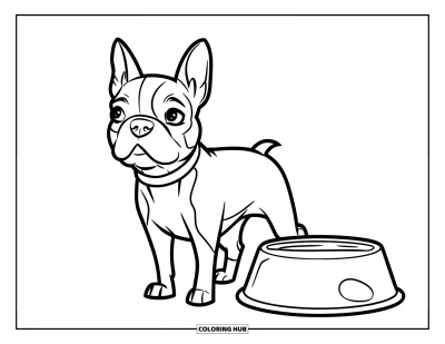 Desen de colorat cu Boston Terrier pentru copii: Boston Terrier cu zgardă stând lângă un bol mare de mâncare