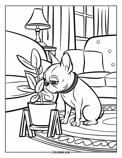 Desen de colorat cu Boston Terrier pentru copii: Boston Terrier cu zgardă roșie mirosind o plantă lângă o canapea caldă și perdele