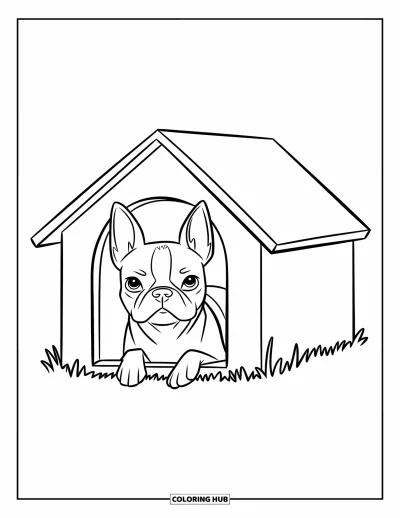 Desen de colorat cu Boston Terrier pentru copii: Boston Terrier privind afară din căsuța sa pe un câmp însorit cu iarbă verde