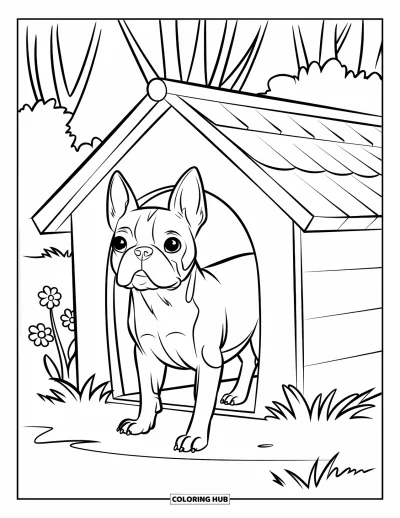 Desen de colorat cu Boston Terrier pentru copii: Boston Terrier privind din căsuța albă cu flori în jur