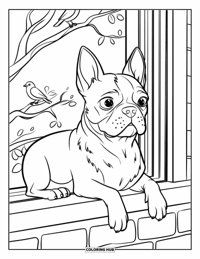 Desen de colorat cu Boston Terrier pentru copii: Boston Terrier privind peste pervaz, urmărind păsări dintr-un apartament de oraș