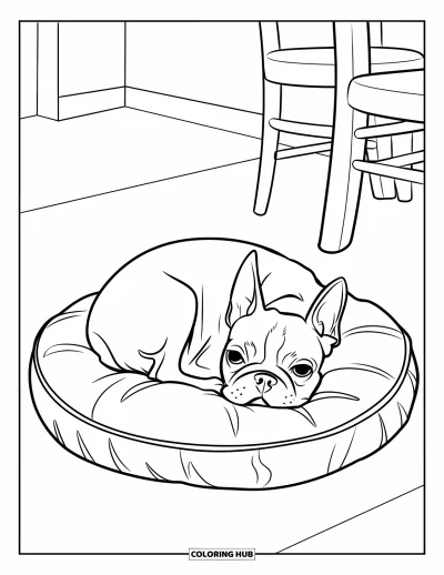 Desen de colorat cu Boston Terrier pentru copii: Boston Terrier odihnit pe o pernă într-o cameră confortabilă cu un fotoliu