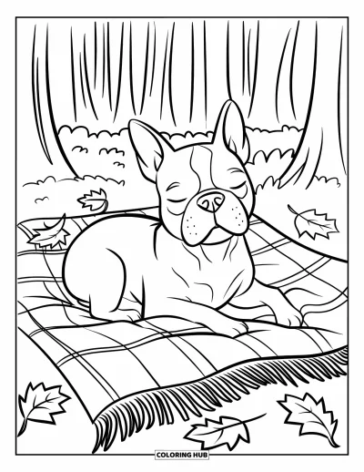 Desen de colorat cu Boston Terrier pentru copii: Boston Terrier stând liniștit pe o pătură printre frunze într-o pădure tăcută