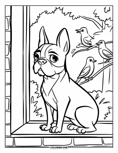 Desen de colorat cu Boston Terrier pentru copii: Boston Terrier așezat pe un pervaz, urmărind păsări care zboară în apropiere