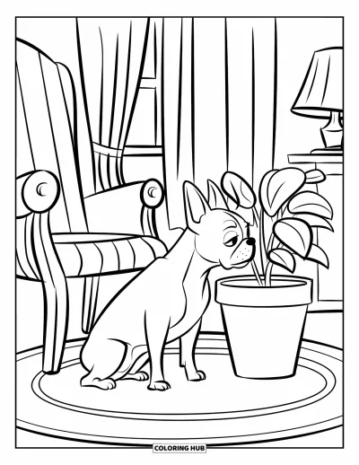Desen de colorat cu Boston Terrier pentru copii: Boston Terrier mirosind o plantă în ghiveci, așezat pe un covor lângă un scaun