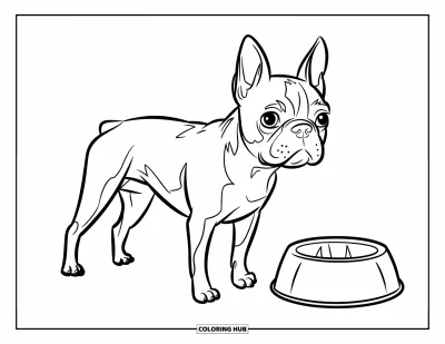 Desen de colorat cu Boston Terrier pentru copii: Boston Terrier stând lângă un bol de mâncare pe jos