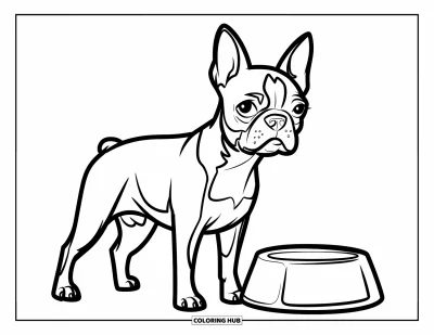 Desen de colorat cu Boston Terrier pentru copii: Boston Terrier cu urechi moi stând lângă un bol pe podea