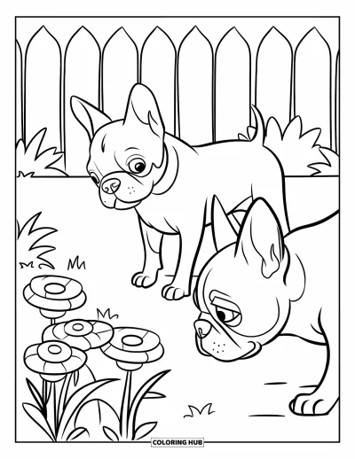 Desen de colorat cu Boston Terrier pentru copii: Doi Boston Terrier bucurându-se de parfumul florilor într-o curte liniștită