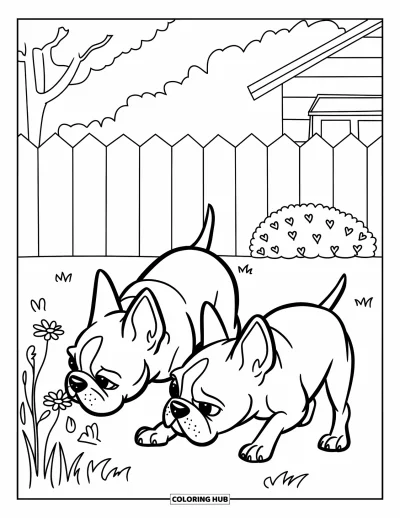 Desen de colorat cu Boston Terrier pentru copii: Doi Boston Terrier mirosind flori cu bucurie într-o curte lângă un gard