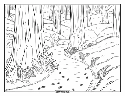 Coloriage de Californie pour adultes : La lumière du soleil filtre à travers les séquoias le long d'un sentier forestier avec des fougères et des pommes de pin