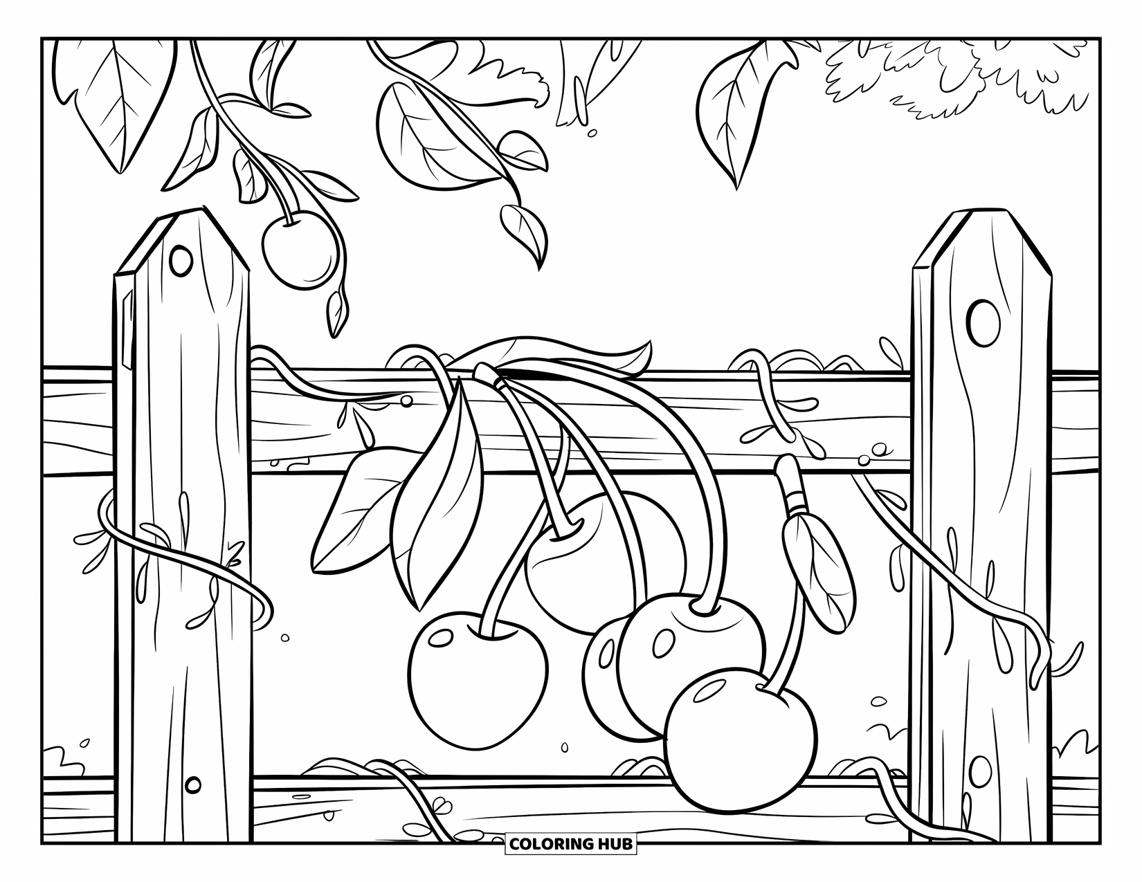 Cherry Coloring Page for Kids: Cherries dangle from vines over a weathered fence with a few on the ground