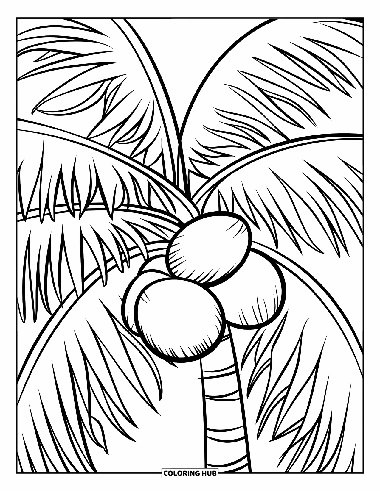 Coconut Coloring Page for Kids: Close-up of palm tree with three coconuts and simple white background