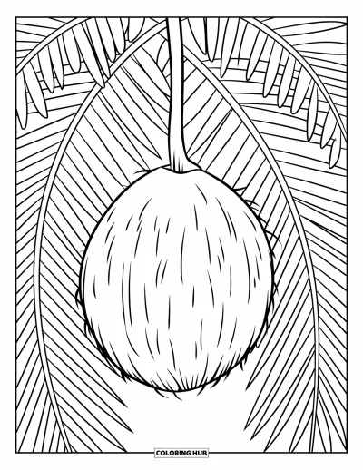 Coloriage de noix de coco pour enfants : Noix de coco suspendue à un palmier, avec des contours épais et une forme simple