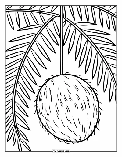 Coloriage de noix de coco pour enfants : Noix de coco sur un palmier aux larges feuilles, avec des traits nets et simples