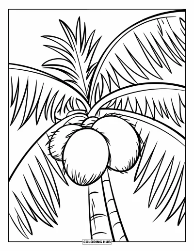 Coloriage de noix de coco pour enfants : Gros plan d'un palmier avec trois noix de coco dessinées dans un style net et bien tracé