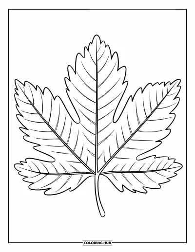 Coloriage de feuilles d'automne pour enfants : Une feuille de marronnier aux larges lobes s'étend depuis sa tige dans un contour affirmé