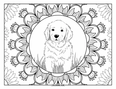 Desen de colorat cu pui de Golden Retriever pentru adulți: Cățeluș pufos stând pe un câmp încadrat de straturi de floarea-soarelui