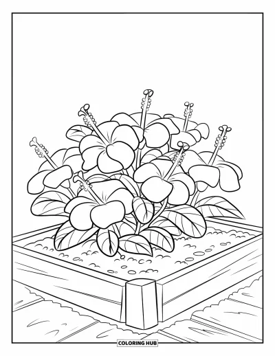 Desenho de hibisco para colorir para crianças: Canteiro de jardim cheio de hibiscos floridos