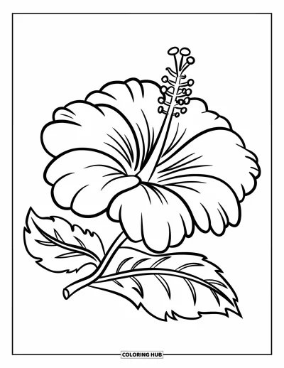 Desenho de hibisco para colorir para crianças: Flor e folha de hibisco desenhadas em estilo cartoon divertido