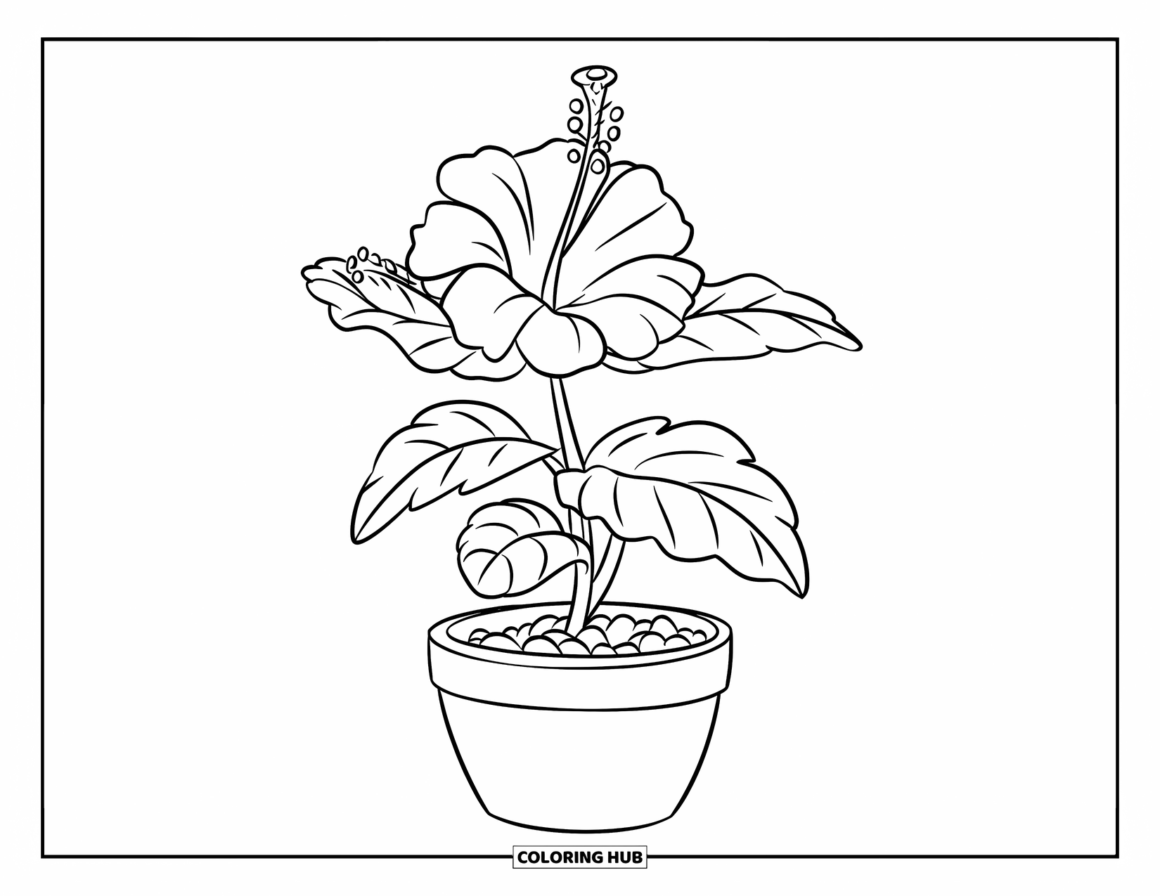 Hibiscus Coloring Page for Kids: Hibiscus sprout in a pot with tiny leaves and flowers