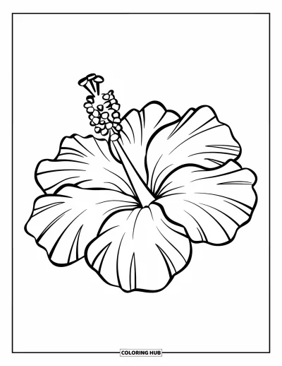 Desenho de hibisco para colorir para crianças: Grande flor de hibisco com pétalas largas e um centro amarelo vibrante