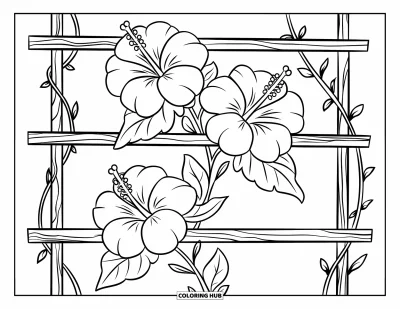 Desenho de hibisco para colorir para crianças: Grandes flores de hibisco subindo por uma treliça de madeira