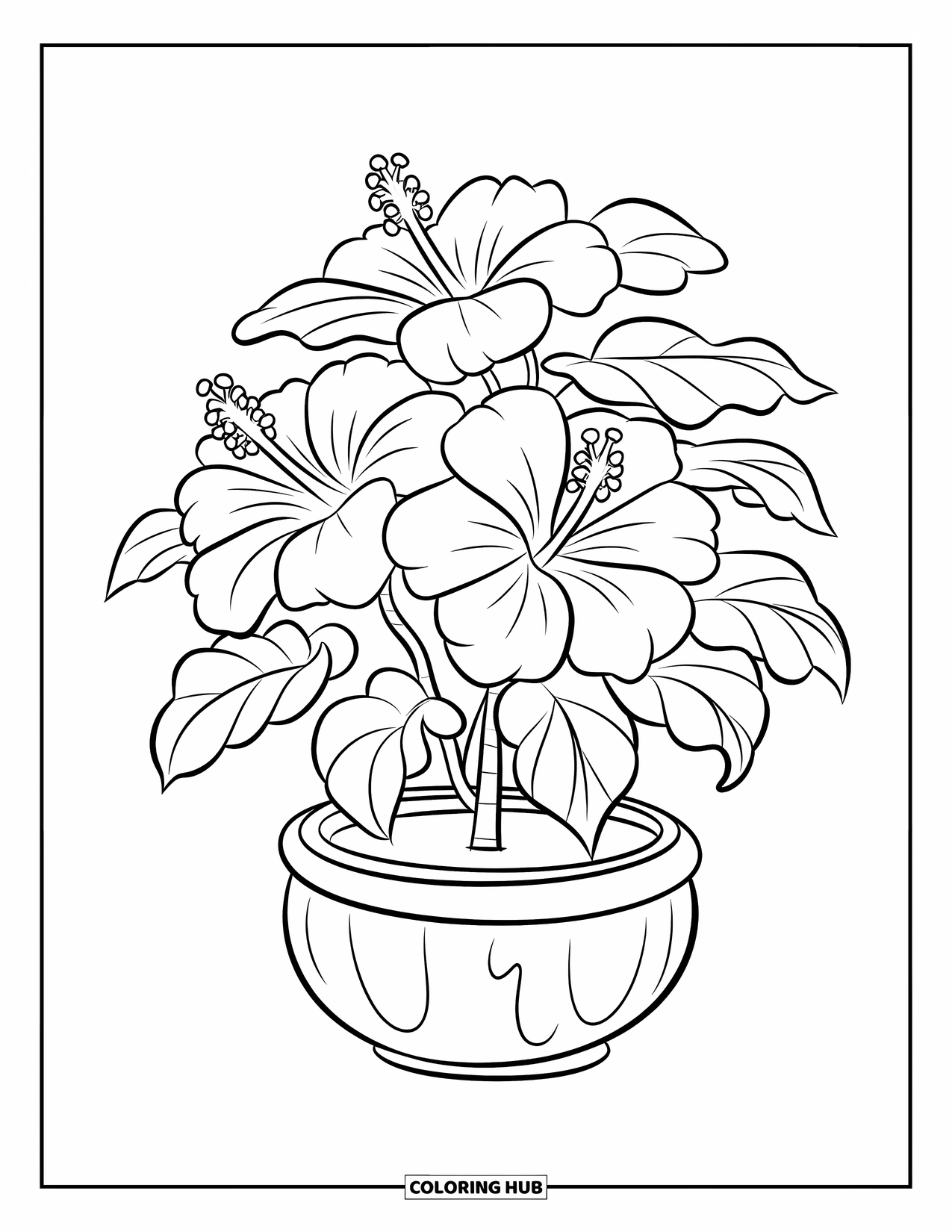 Hibiscus Coloring Page for Kids: Large hibiscus plant in a round flowerpot with soft curves