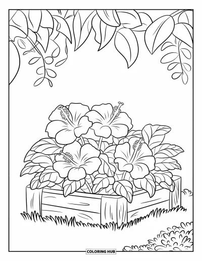 Desenho de hibisco para colorir para crianças: Canteiro delimitado por madeira com flores de hibisco na grama