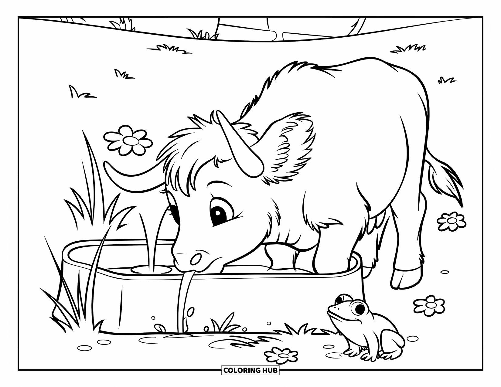Highland Cow Coloring Page for Kids: A baby cow drinks from a trough near flowers, grass, and a tiny frog