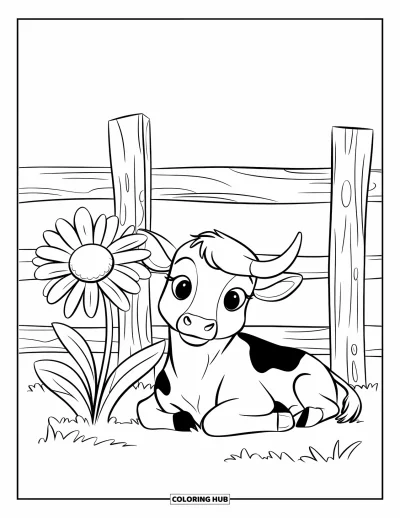 Desenho de vaca das Terras Altas para colorir para crianças: Um bezerrinho manchado descansa perto de uma grande margarida e uma cerca de madeira
