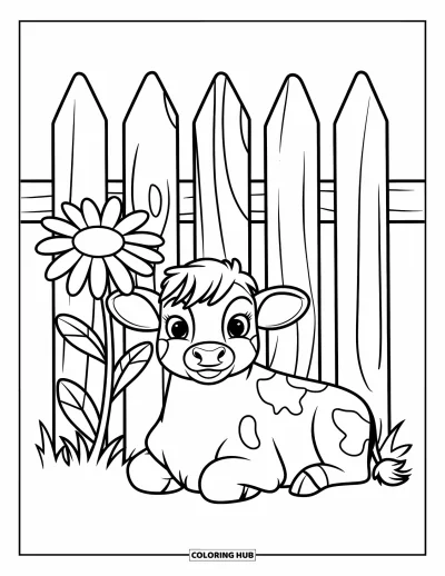 Desenho de vaca das Terras Altas para colorir para crianças: Um bezerrinho manchado descansa tranquilo perto de uma margarida e uma cerca de tábuas
