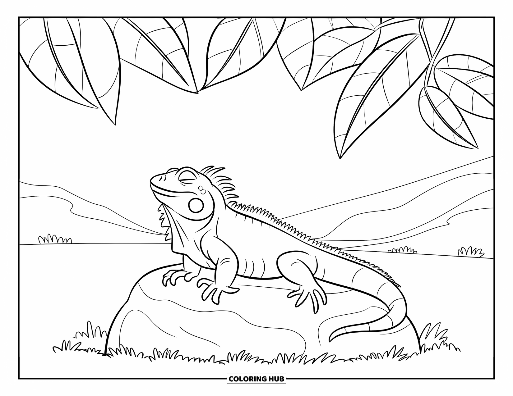 Iguana Coloring Page for Kids: Iguana basks peacefully under leafy shade on a sunny field boulder