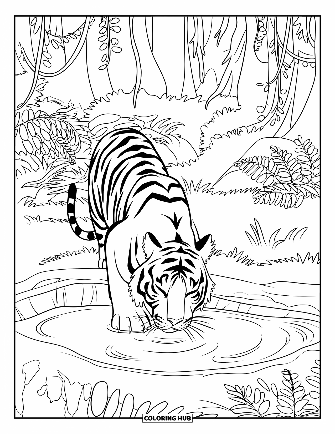 Jungle Coloring Page for Kids: A tiger laps water from a clear jungle pond surrounded by ferns and vines
