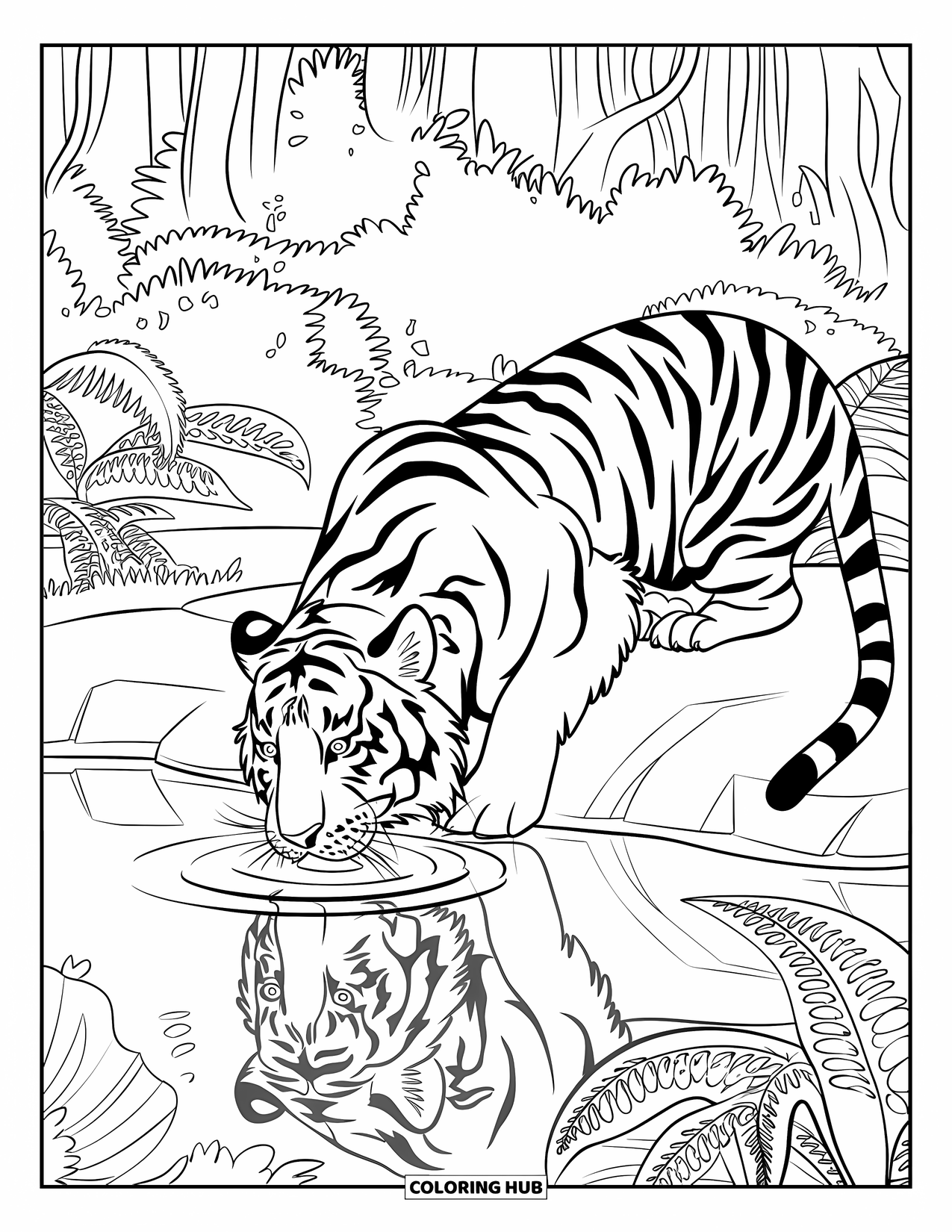 Jungle Coloring Page for Kids: A tiger with a mane drinks from a pond while sitting on a scratched rock