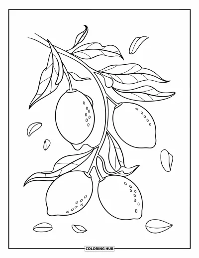 Coloriage de citron pour enfants : Branche courbée de citronnier avec quatre citrons et des pétales