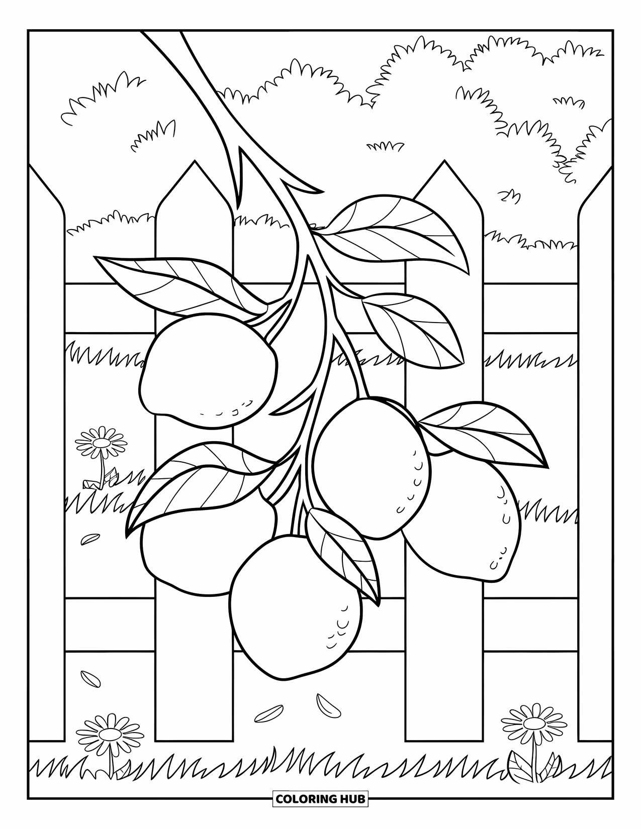 Lemon Coloring Page for Kids: Lemon branch over a fence with petals and flowers below