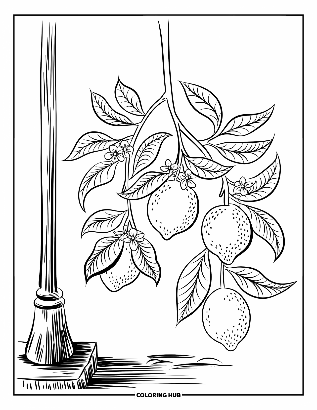 Lemon Coloring Page for Kids: Lemon branch with blossoms hanging from a wooden pole