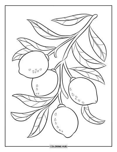 Coloriage de citron pour enfants : Branche de citronnier aux contours bien marqués et aux pétales épars
