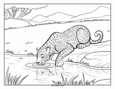 Desenho de leopardo para colorir para crianças: Leopardo bebe em um lago calmo com seu reflexo na água