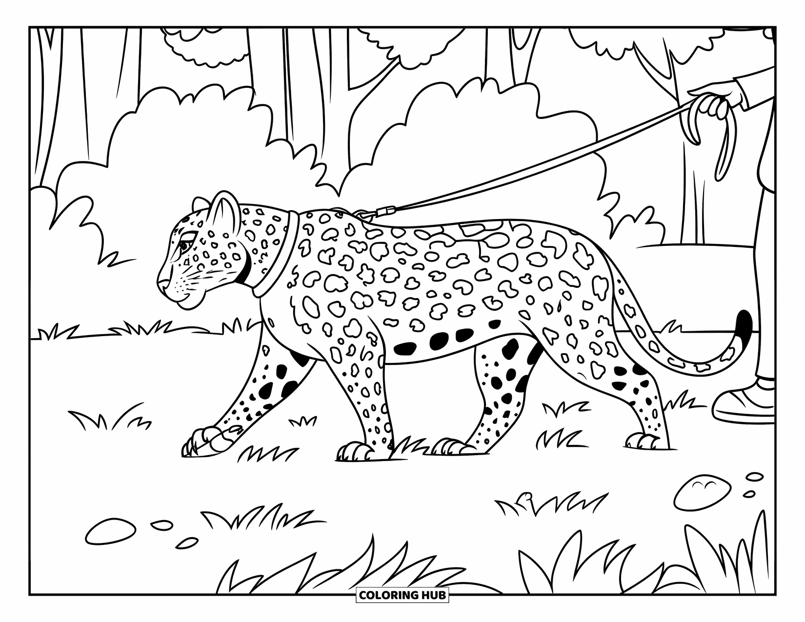 Leopard Coloring Page for Kids: Leopard walks with a leash through grassy land near trees and a building