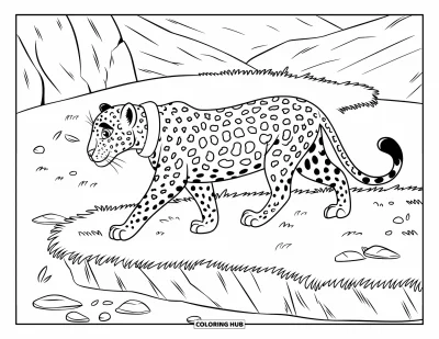 Desenho de leopardo para colorir para crianças: Leopardo com coleira branca caminha pela grama e pedras com montanhas ao fundo