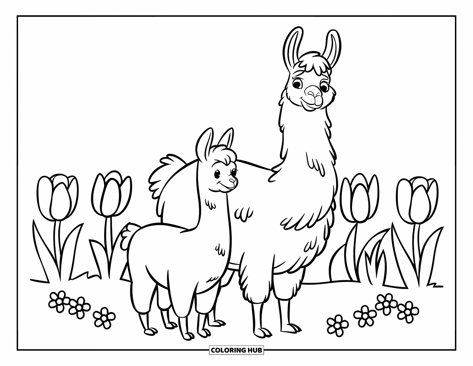 Llama Coloring Page for Kids: Two llamas, big and small, explore a quiet field full of tulips
